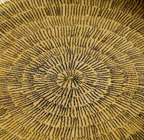 Assiette à rebord (grande)- Petits traits